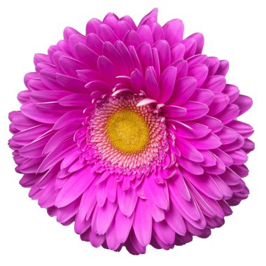 Beyaz arka plan üzerinde izole bir gerbera çiçek