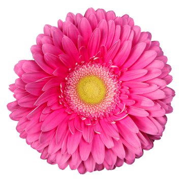Beyaz arka plan üzerinde izole bir gerbera çiçek