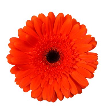 Beyaz arka plan üzerinde izole bir gerbera çiçek