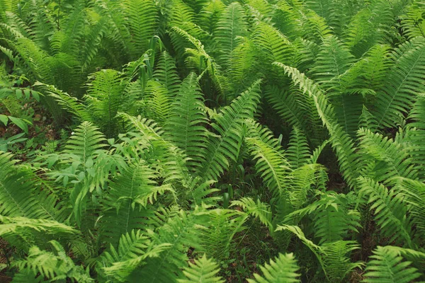 Achtergrond Van Groene Fern Verlaat Selectieve Aandacht — Stockfoto