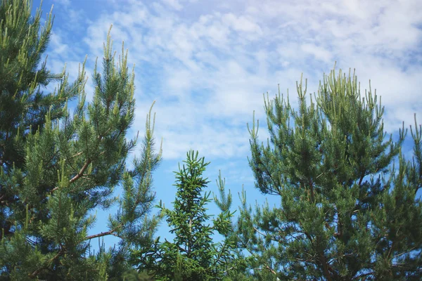 Зелені Хвойні Гілки Сосни Тлі Блакитного Неба Білими Хмарами — стокове фото