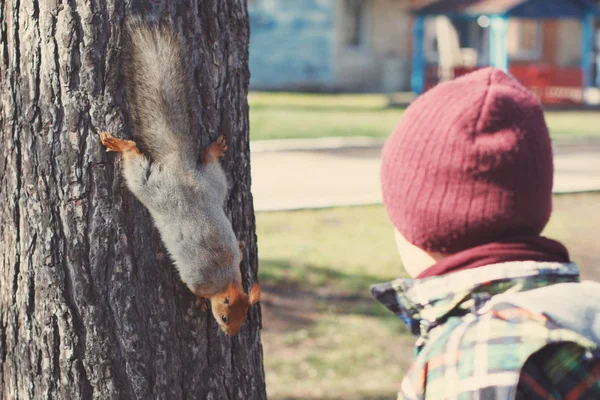 Niño Con Una Mano Alimenta Una Ardilla Sentada Árbol Marrón — Foto de Stock