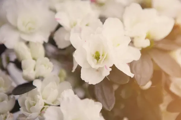 Квітковий Фон Азалії Пишні Бутони Вибірковий Фокус — стокове фото
