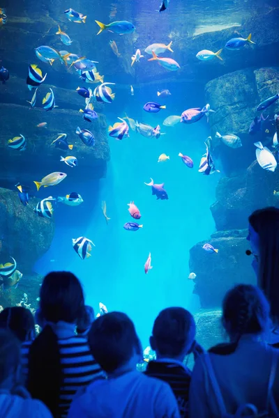 Wielobarwny Akwarium Ryby Glony Korale Ciemny Niebieski Woda — Zdjęcie stockowe