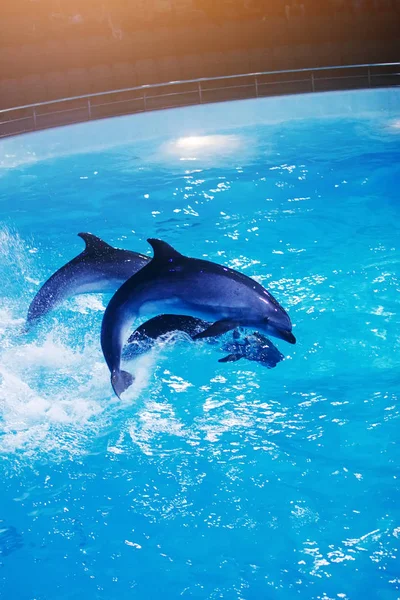 Delfines Saltando Nadando Delfinario Agua Azul — Foto de Stock