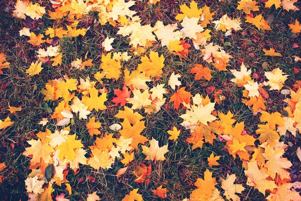 Folhas Outono Coloridas Verde — Fotografia de Stock