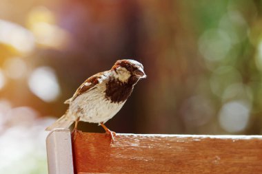Arka koltuğu, seçici odak üstünde serçe