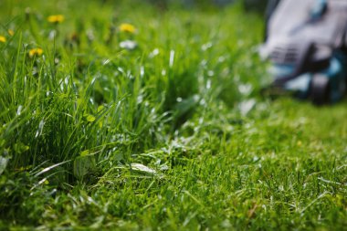 Yeşil çim elektrikli çim biçme makinesi, seçici odak kesme