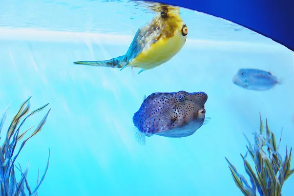 Vícebarevné Akvárium Coral Reef Ryby Řasy Korály Tmavě Modré Vodě — Stock fotografie