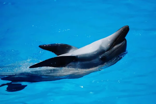 Sea animal swimming in dolphinarium in blue water