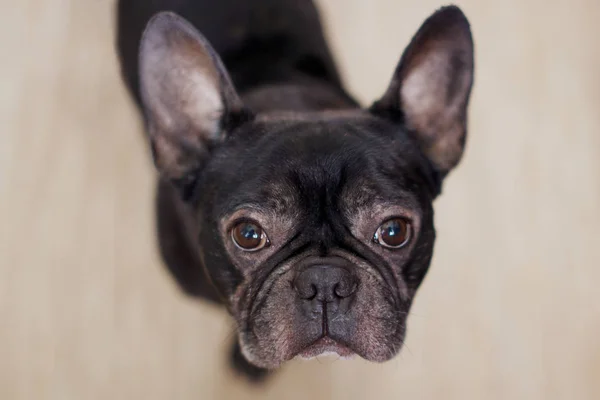 Bulldog Francés Suelo Esperando Comer —  Fotos de Stock