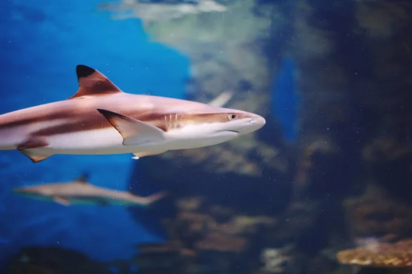 Tiburón Acuario Multicolor Algas Corales Agua Azul Oscuro — Foto de Stock