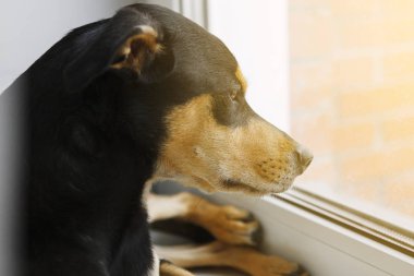 seçici odak pencereden bakan köpek