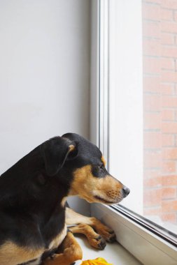 seçici odak pencereden bakan köpek