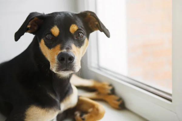 Perro Mirando Por Ventana Enfoque Selectivo — Foto de Stock