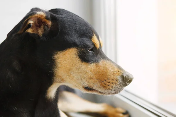 Собака Смотрит Окно Избирательный Фокус — стоковое фото