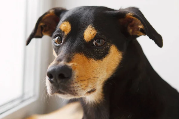 Perro Mirando Por Ventana Enfoque Selectivo — Foto de Stock