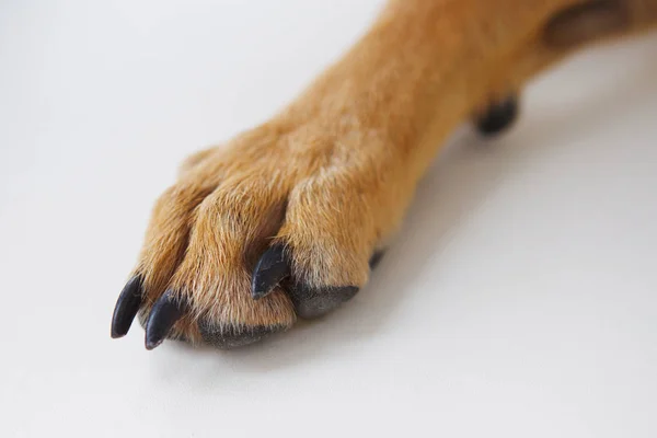 köpek pençe, seçici odak Close-Up