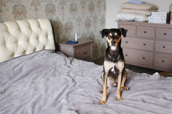 dog on bed in bedroom, selective focus