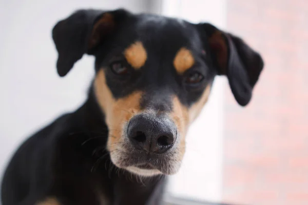 Primo Piano Del Cane Carino Messa Fuoco Selettiva — Foto Stock