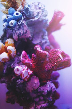 Çok renkli akvaryum balık, yosun ve mercan koyu mavi su 