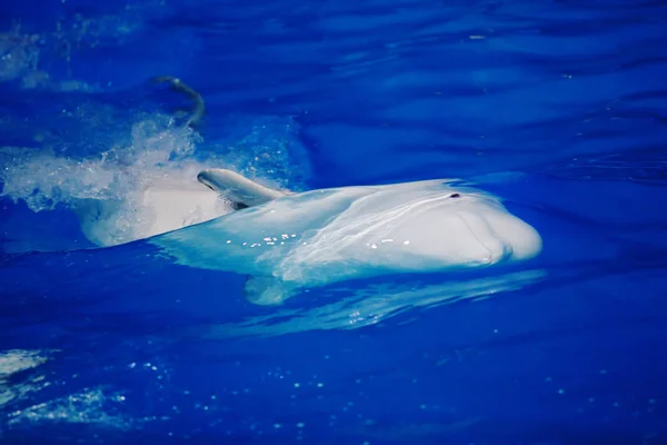 Delfín Mular Nadando Delfinario Agua Azul — Foto de Stock