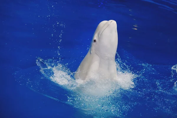 Delfino Tursiope Che Nuota Nel Delfinario Acqua Blu — Foto Stock