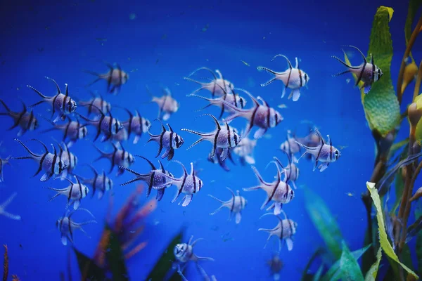 Vícebarevné Akvarijní Kardinál Ryby Řasy Korály Tmavě Modré Vodě — Stock fotografie