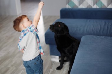 İskambil ile büyük siyah köpek labrador retriever evde mavi koltukta oturan sevimli küçük çocuk