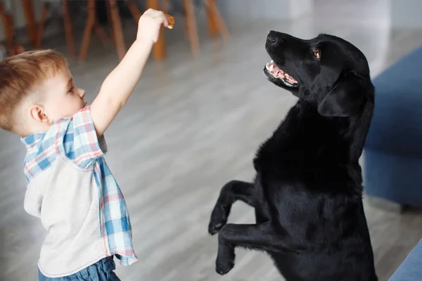 Menino Bonito Brincando Com Cão Preto Perto Sofá Azul Casa — Fotografia de Stock