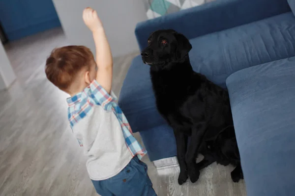 Söt Liten Pojke Leker Med Svart Hund Blå Soffan Hemma — Stockfoto