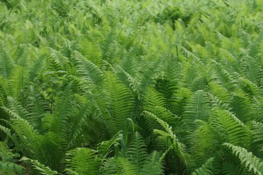 Fern çalılıkları tasarımı için doğal arka plan.