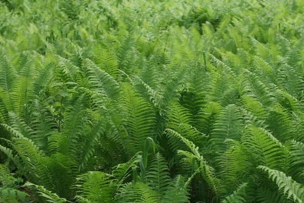 Fern çalılıkları tasarımı için doğal arka plan.