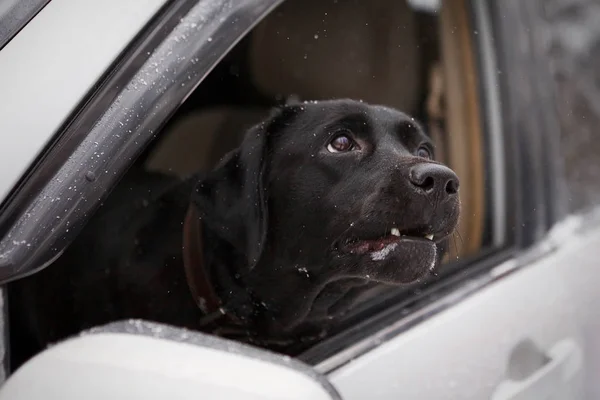 Purebred negro labrador retriever mira por la ventana del coche . — Foto de Stock
