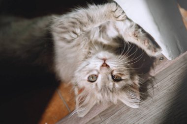 Tatlı kedi yavrusu..