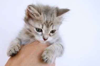 Tatlı kedi yavrusu..