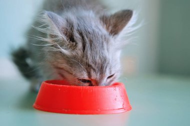 Kırmızı şapkalı gri kedi yavrusu.