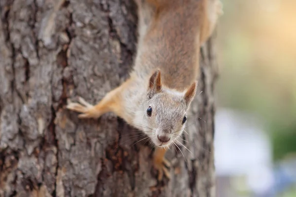 Ardilla en un árbol mira al revés a la cámara . — Foto de Stock