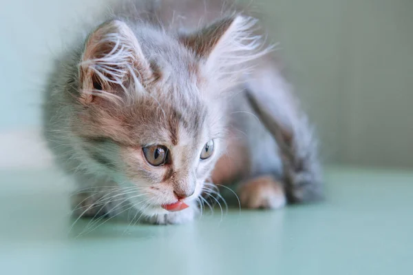 Gatito gris dulce . —  Fotos de Stock