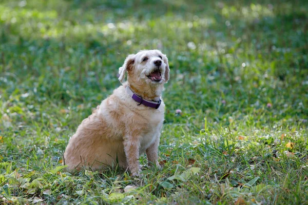 Hund im Park. — Stockfoto