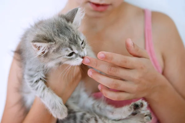 Bonito gatinho doce . — Fotografia de Stock