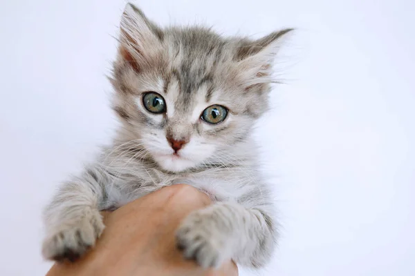 Kucing manis yang manis . — Stok Foto