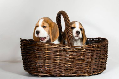 Beagle köpeğinin iki safkan yavrusu oynaşıyor ve stüdyoda beyaz bir arka planda oynuyorlar..