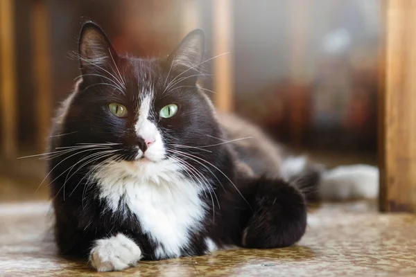 Siyah beyaz kedi yerde yatar ve kameraya bakar..