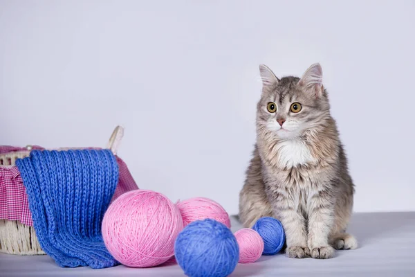 Cute kitten with clews of wool and a basket. Blue and pink yarn in balls and knitted scarves. Gray background. Selective soft focus.