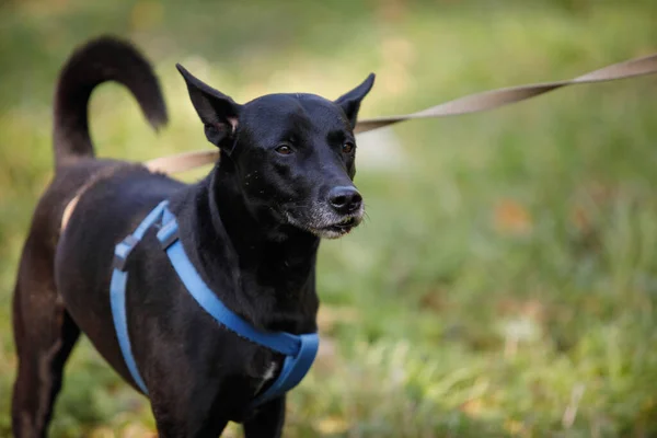 Razza Cane Nero Mongrel Stand Guardare Fuori Nel Parco Estivo — Foto Stock