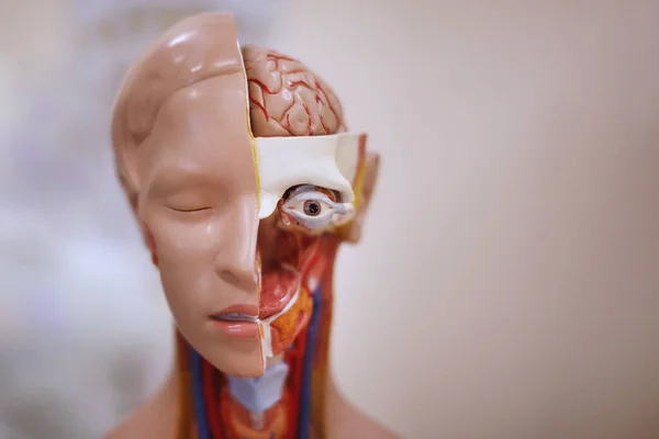 Anatomical manikin, Medical dummy, head, neck and face.