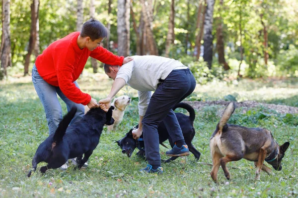 Kutyák Összevesztek Emberek Lenyugtatták Őket Egy Városi Parkban Nyáron — Stock Fotó
