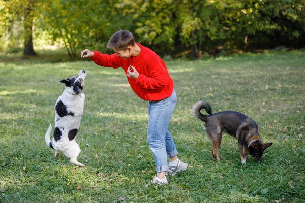 Jovem Joga Com Cães Gramado Parque Verão — Fotografia de Stock