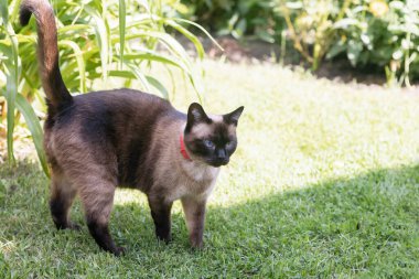 Gri mavi gözlü Siyam kedisi bahçede çimlerin üzerinde yürüyor. Seçici odak, bulanık arkaplan.